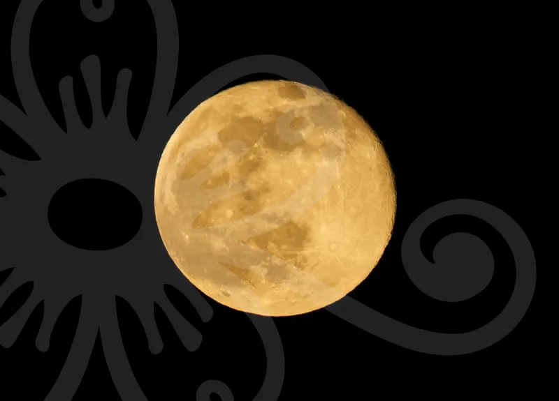 표적항암치료비