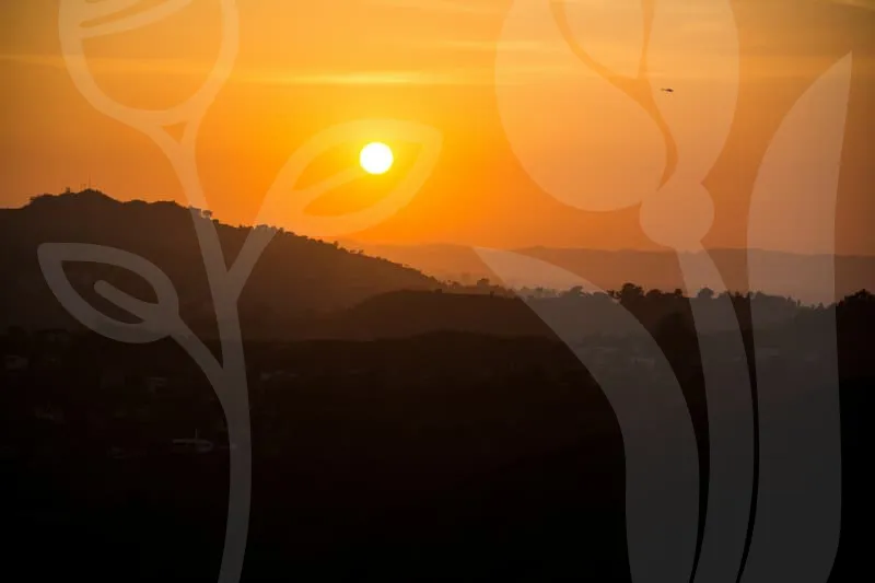 실속보장치아보험