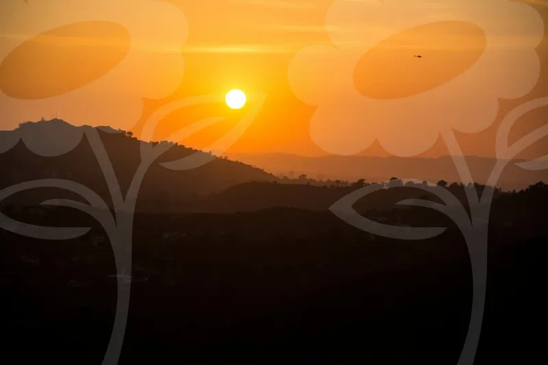 애플사이다비니거