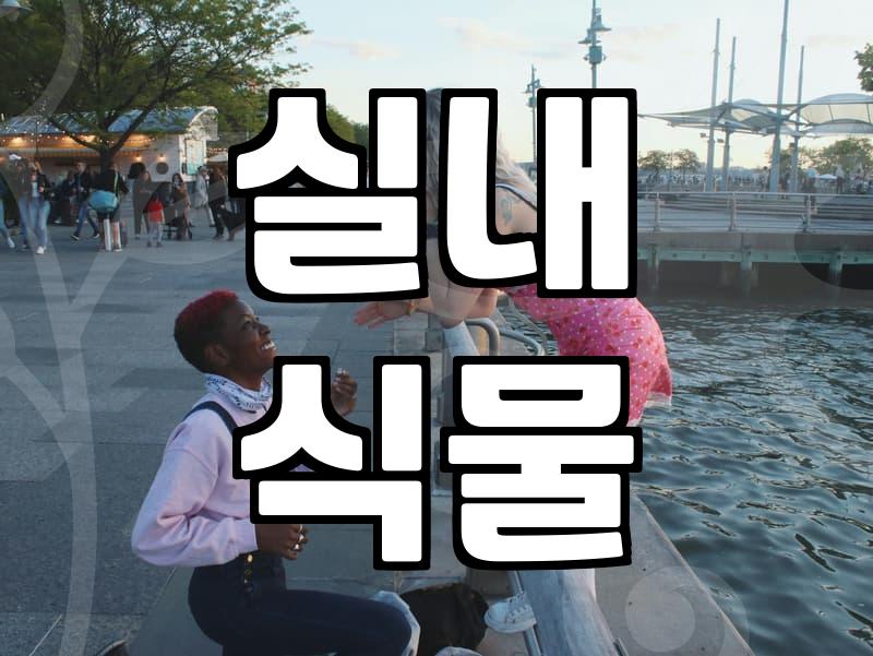 가지마루, 이 나무 하나로 실내 분위기 확 바꾸는 법