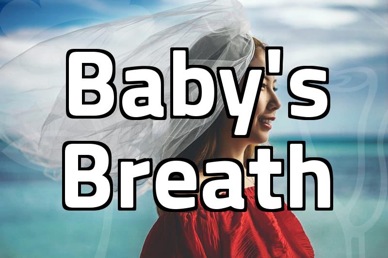 안개꽃, 그냥 뿌리는 꽃이 아니에요