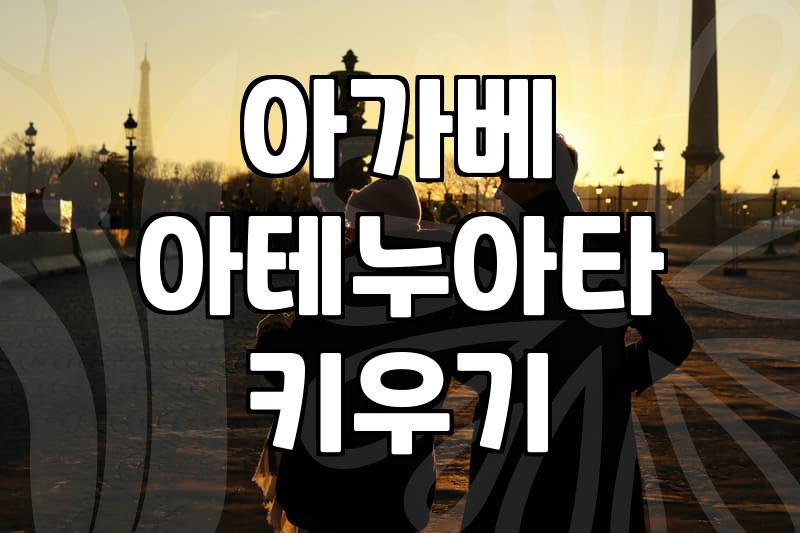 백 년에 한 번 핀다는 꽃 소리에 덜컥 들여온 아가베