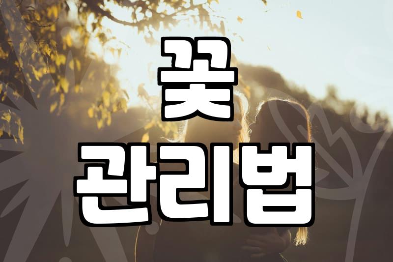 꽃다발 생화, 오래 두고 보는 법과 구매 팁