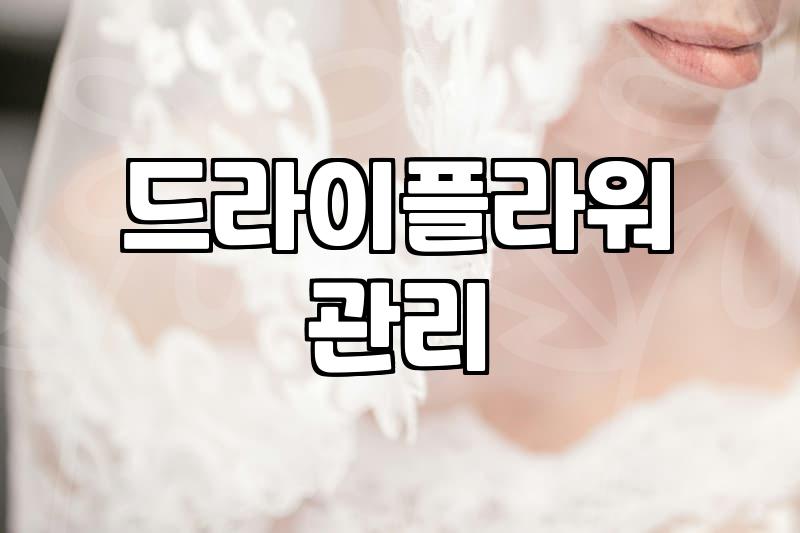 드라이플라워, 인테리어 소품으로 남기기: 현실적인 장단점과 현실적인 고민