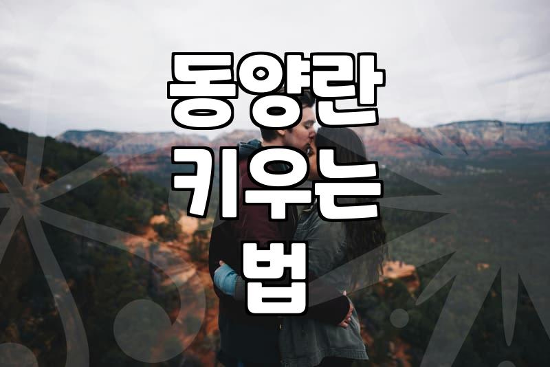 동양란 키우기 시작할 때 알아두면 좋은 점들
