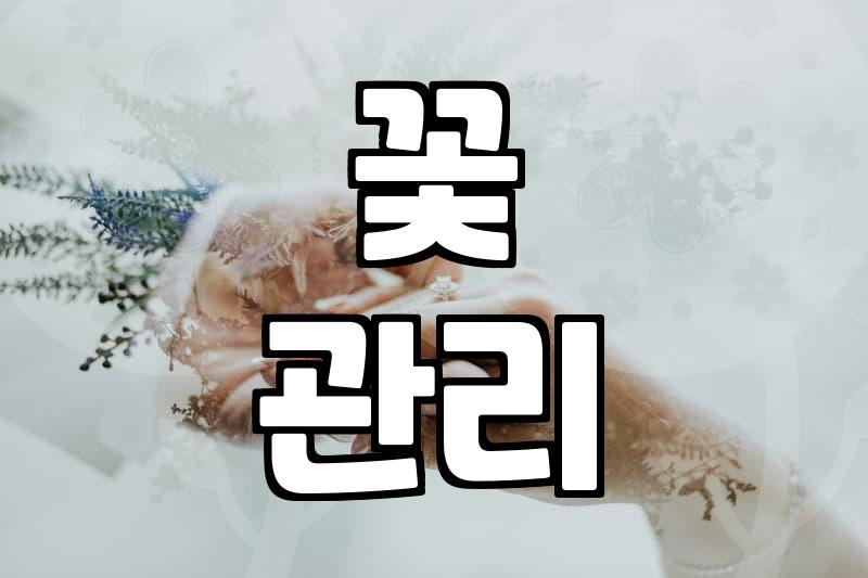 활짝 핀 안개꽃, 이걸 몰랐다고?