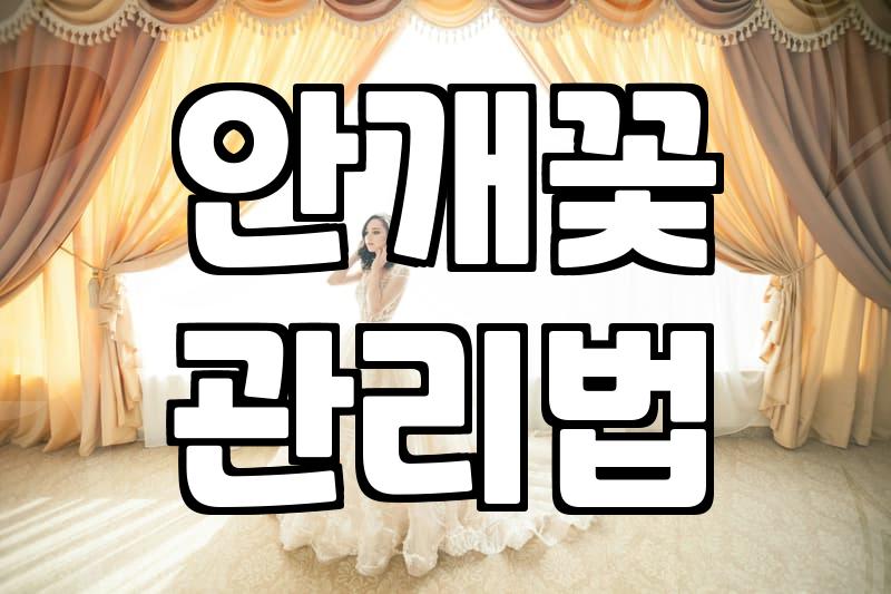 안개꽃을 선물받았을 때 오래 보기 위한 현실적인 관리법