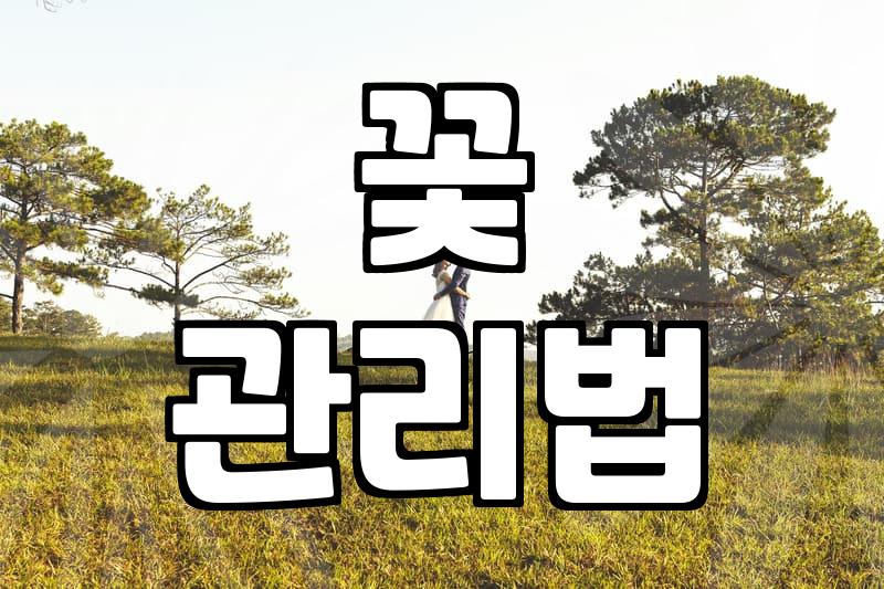 봄의 전령, 프리지아 꽃다발의 매력과 선택 가이드