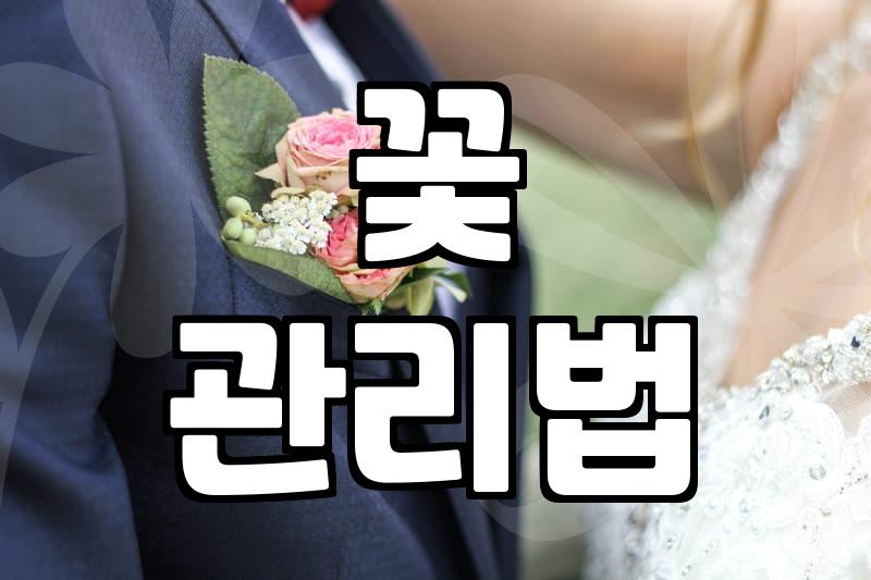 안개꽃 관리 방법과 오래 유지하기 위한 실질적인 팁