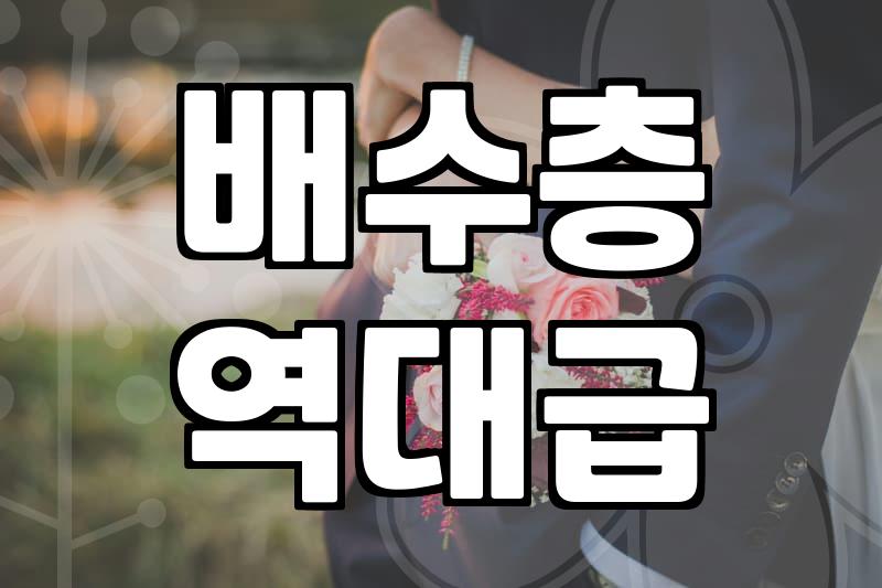 집에서 키우기 좋은 선인장종류 선택 기준과 실패하지 않는 관리법