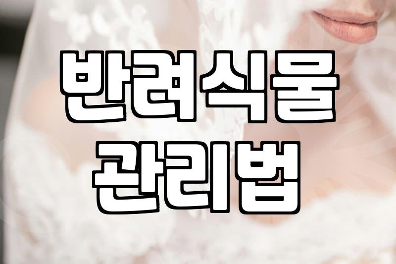 집안에 초록을 들이는 실내 식물 관리와 현실적인 고민들