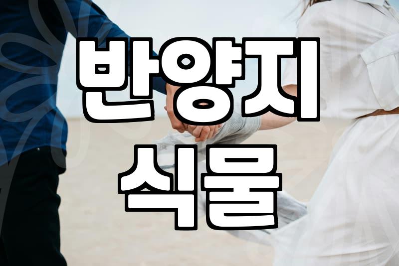 금전수대형 화분 거실에 둘 때 반드시 고려해야 할 실무적 선택 기준