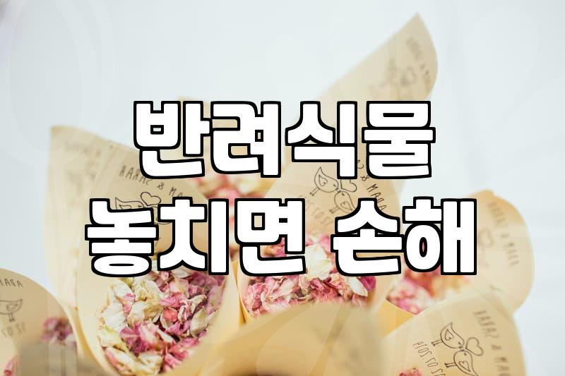 실패 없는 집들이선물화분 고르는 현실적인 기준