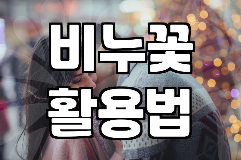 시들지 않는 비누꽃 활용과 관리법