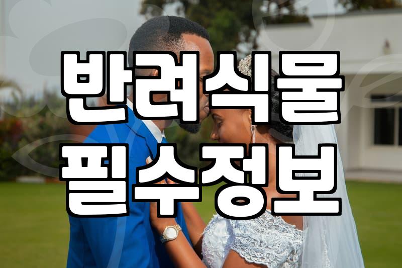 실내 공기정화 식물, 제대로 고르는 법