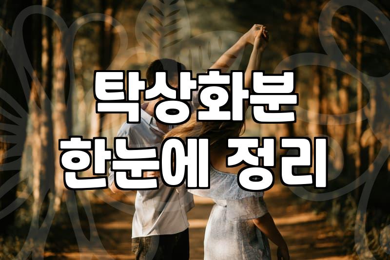 영전을축하드립니다 문구와 함께 실속 있는 화분 고르는 기준