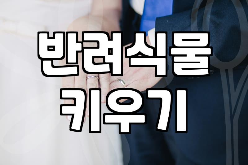 스투키 화분을 사무실과 집에 들이기 전 꼭 알아야 할 현실적인 조언