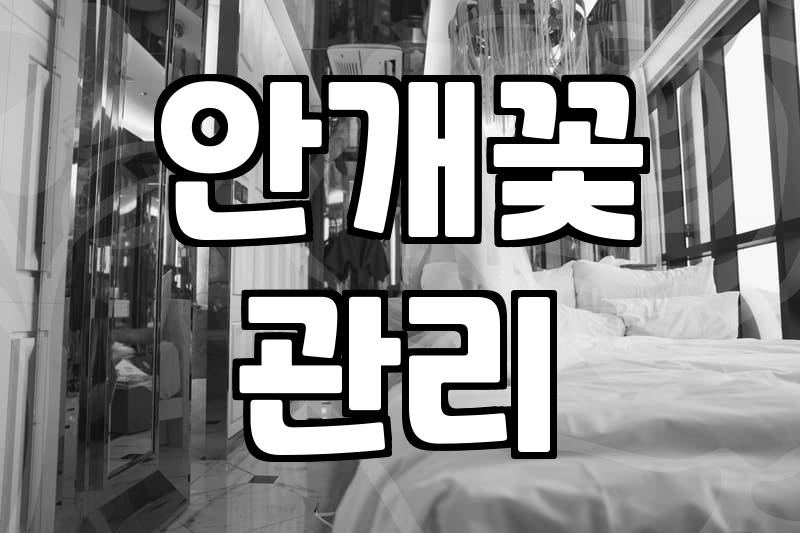 집에 돌아오니 안개꽃만 덩그러니 남았다