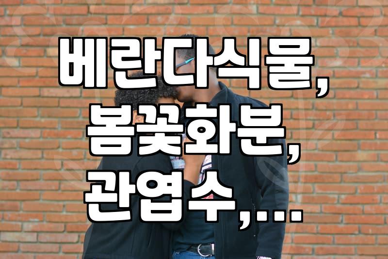 베란다 식물, 봄꽃 화분 선물 고민이라면? 인테리어 효과와 관리 팁